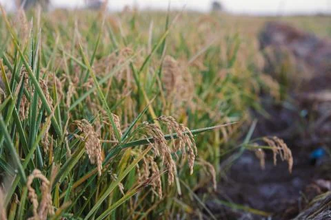 Rice fields in Spain 写真素材