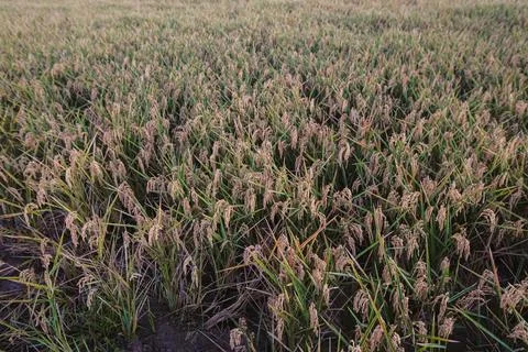 Rice fields in Spain Stock Photos