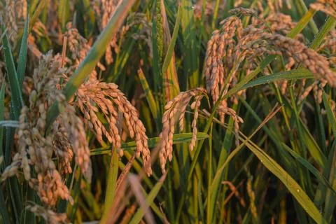 Rice fields in Spain Stock Photos