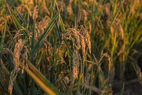 Rice fields in Spain 写真素材