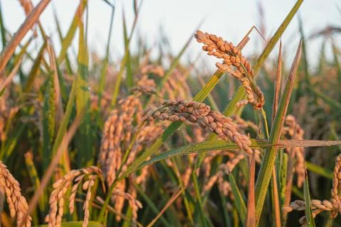 Rice fields in Spain Stock Photos