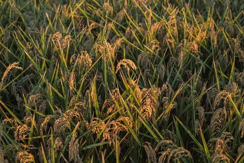 Rice fields in Spain 写真素材