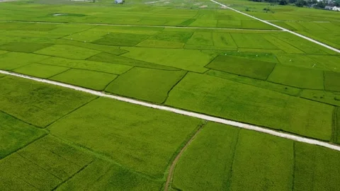 Rice fields spread out in a panoramic view, with a small town in the distance Stock Footage 238743447
