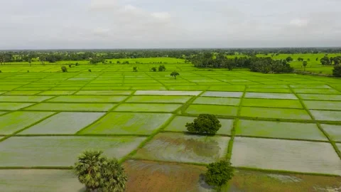 Rice fields in Sri Lanka. Stock Footage 236514836