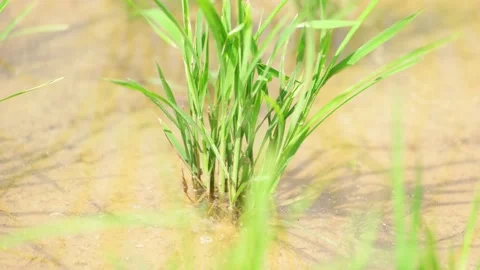 Rice fields in Sri Lanka nature Stock Footage 182105635