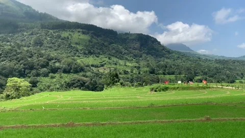 Rice fields in Sri Lanka nature Stock Footage 182107395