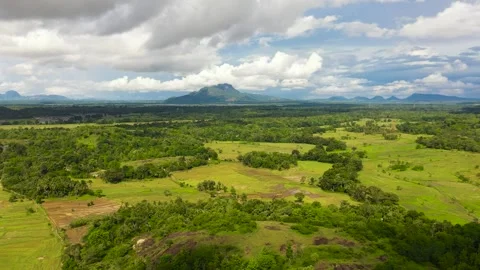Rice fields in Sri Lanka view from above. Stock Footage 245881211