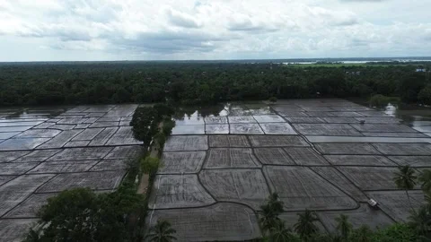 Rice fields Srilanka Stock Footage 301468579