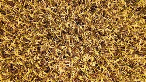 Rice fields starting to turn yellow were recorded from a drone Stock Footage 278675934