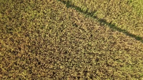 Rice fields starting to turn yellow were recorded from a drone Stock Footage 278676299