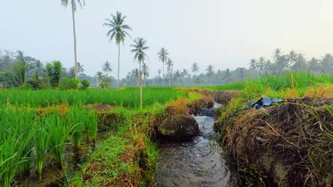 Rice fields stretch beneath misty morning sky Stock Footage 338241897