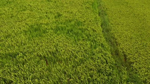 Rice fields stretch out in all directions, with the wind gently swaying rice Stock Footage 238743438