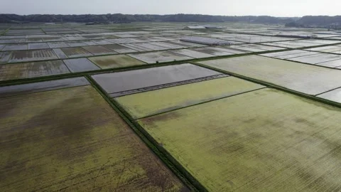 Rice fields stretching out as far as the eye can see 002 Stock Footage 321346158