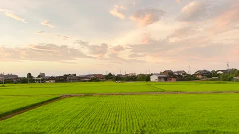 Rice Fields in Strong Wind Before a Storm in Japan Stock Footage 340082067