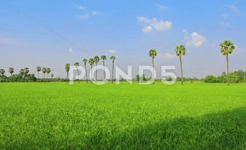 Rice fields, sugar palm. Stock Photos