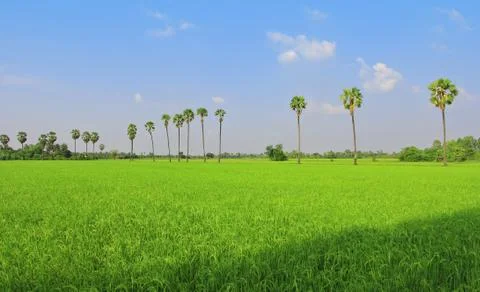 Rice fields, sugar palm. Stock Photos
