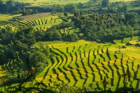 Rice Fields in Sumbava Stock Photos