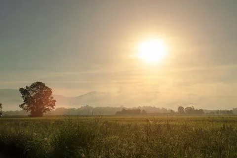 Rice fields on sunrise time Stock Photos