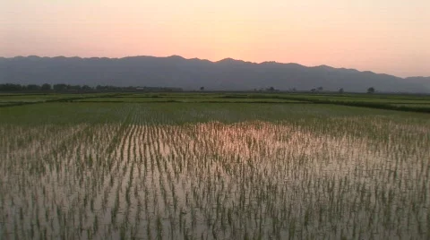 Rice fields at sunset Stock Footage 475489