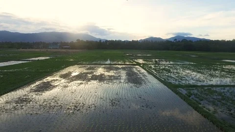 Rice fields before sunset Stock Footage 120356552