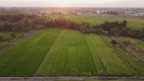 Rice fields at sunset with patchwork farmland and tropical countryside Vídeo Stock 341546309