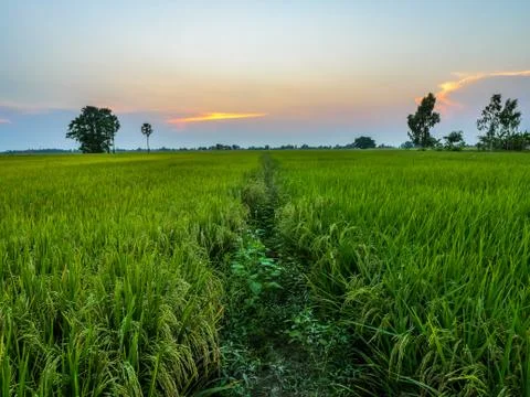 Rice fields in sunset Stock Photos