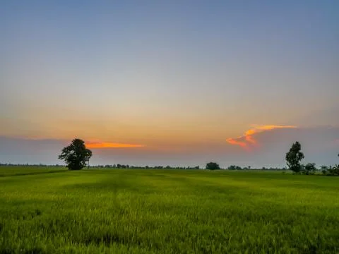 Rice fields in sunset Stock Photos