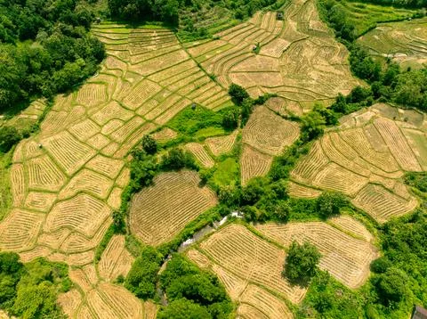 Rice Fields Surrounded by Forests Stock Photos