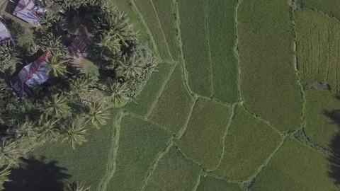 Rice fields surrounded by palm tree fields and farmer's houses. Stock Footage 124074798