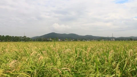 Rice fields swaying in the wind Stock Footage 288555288
