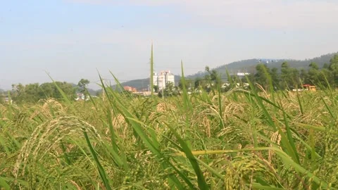 Rice fields swaying in the wind Stock Footage 288555496