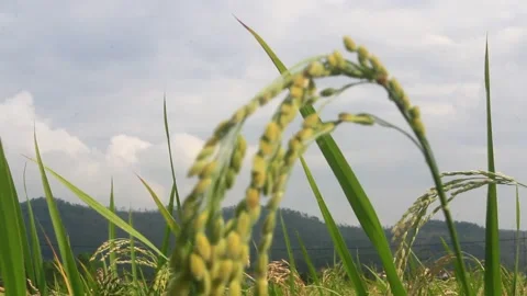 Rice fields swaying in the wind Stock Footage 288555615