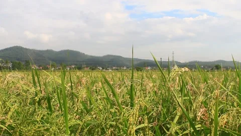 Rice fields swaying in the wind Video stock 288555912