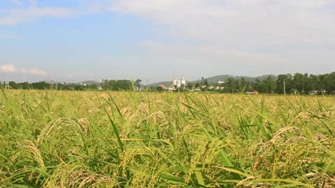 Rice fields swaying in the wind Stock Footage 288555951