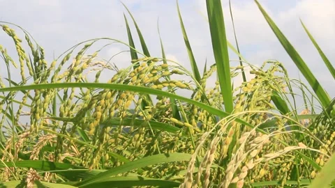 Rice fields swaying in the wind Stock Footage 288556089