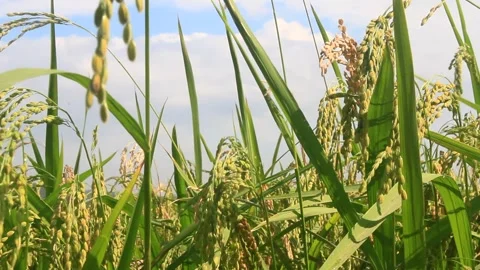 Rice fields swaying in the wind Video stock 288556117