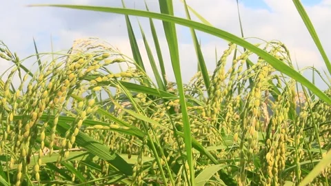 Rice fields swaying in the wind Stock Footage 288556622