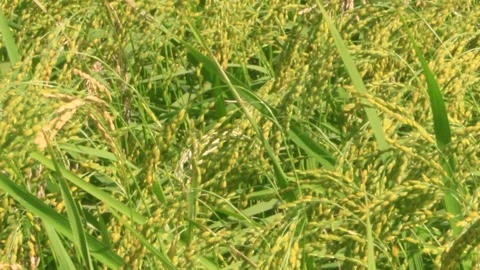 Rice fields swaying in the wind Stock Footage 288557722