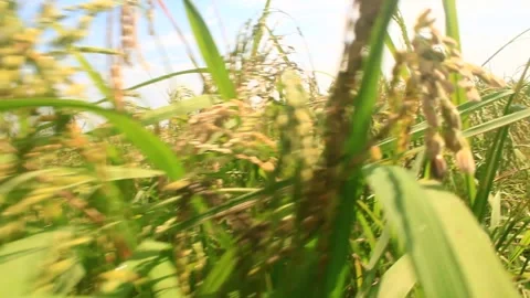Rice fields swaying in the wind Stock Footage 288558014