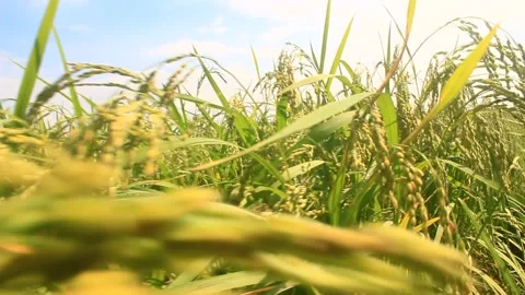 Rice fields swaying in the wind Video stock 288558019