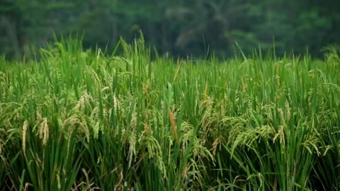 Rice in the fields swaying in the wind Video stock 320055547