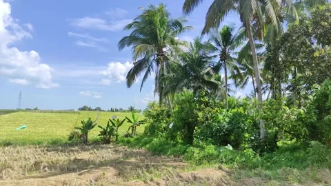 Rice fields in Tabanan, Bali. Surrounded by gardens and blue skies. Vidéo 245402567