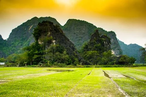 Rice fields, Tam Coc, Ninh Binh, Vietnam landscapes Stock Photos