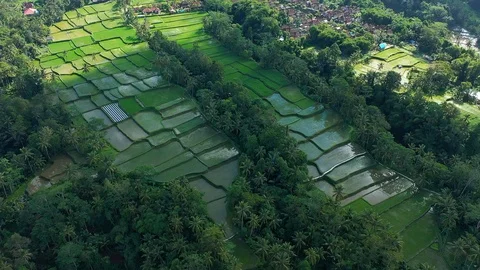 Rice fields of terrace in cloudy weather view from above Stock Footage 126936305