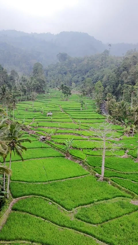 Rice Fields terrace Vídeo Stock 344536180