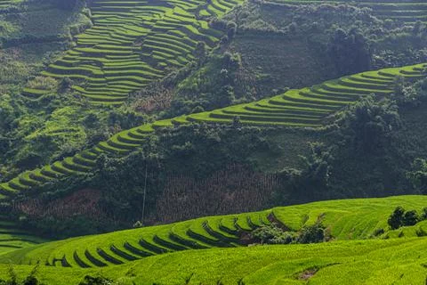 Rice fields on terraced beautiful shape of Mu Cang Chai, YenBai, Vietnam. Stock Photos