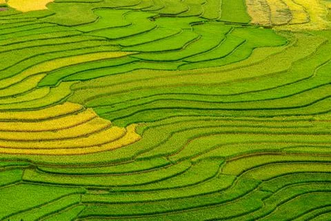 Rice fields on terraced beautiful shape of TU LE Valley, view on the road bet Stock Photos