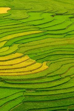 Rice fields on terraced beautiful shape of TU LE Valley, view on the road bet Stock Photos