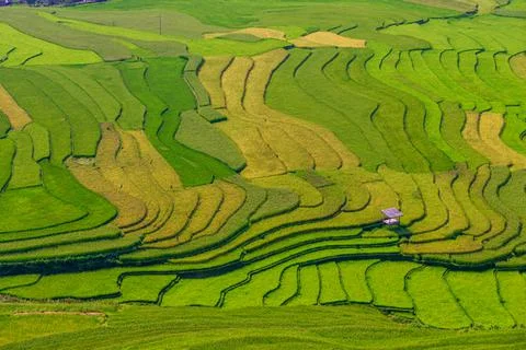 Rice fields on terraced beautiful shape of TU LE Valley, view on the road bet Stock Photos