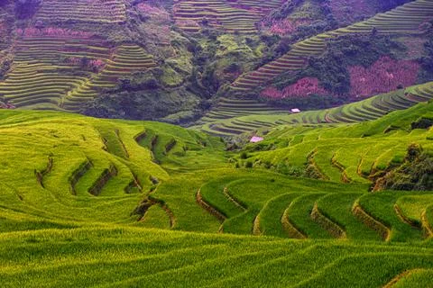 Rice fields on terraced beautiful shape of Mu Cang Chai, YenBai, Vietnam. Ric Stock Photos